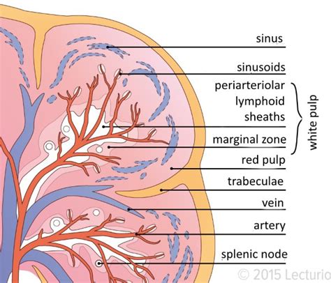 Spleen Diagram Quizlet, 54% OFF | www.micoope.com.gt