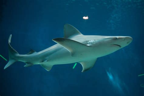 Sandbar Shark