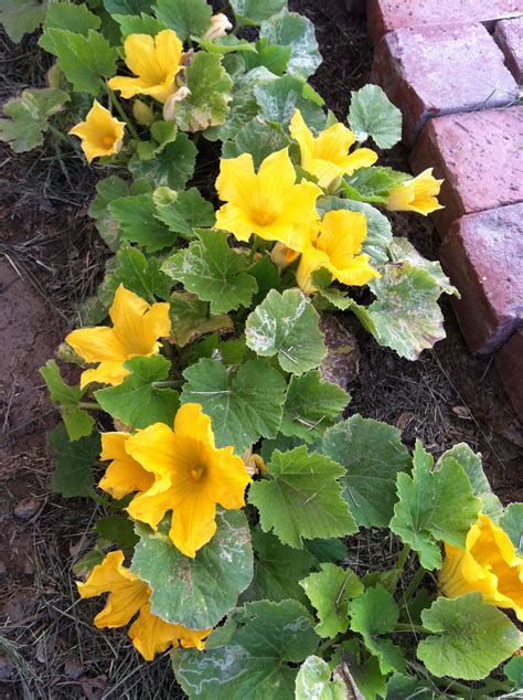 From my very own garden squash flowers! ️ ️ | Squash flowers, Plants, Garden