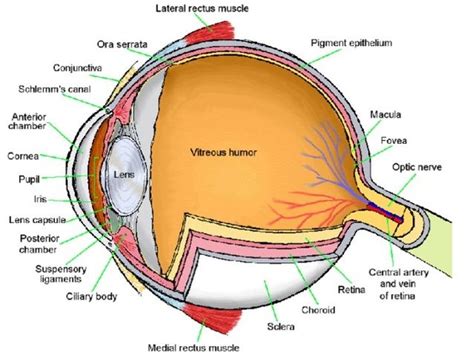 dog eye anatomy - Αναζήτηση Google