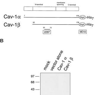 Construction of baculovirus-based vectors for expression of caveolin-1... | Download Scientific ...