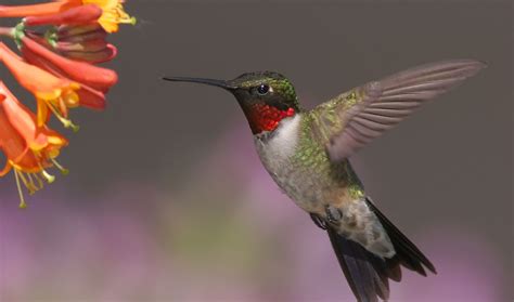 Awaiting the 1st hummingbird of the season | Nature Watch | lehighvalleylive.com