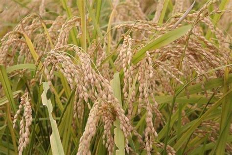 Philippines on track with 20.4 million MT palay output – Dar | Pang-Masa