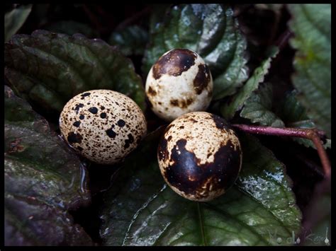 Quail Eggs