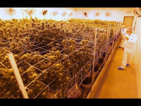 Marijuana plants mature at Grow Ohio - Clan Of Cannabis