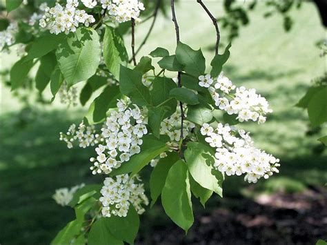 Chokecherry flowers