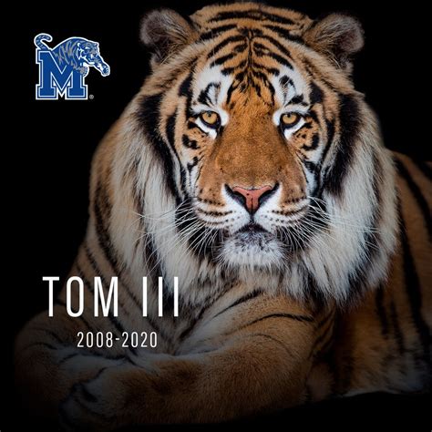 University of Memphis mascot TOM III dies at age 12