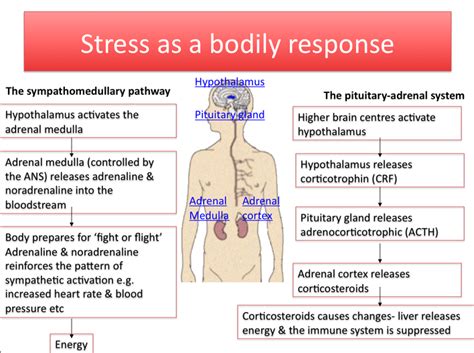 biological stress response - AS Psychology