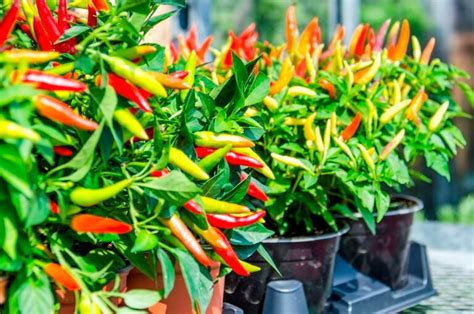 Chili plants and best tips on how to grow them at your home in containers