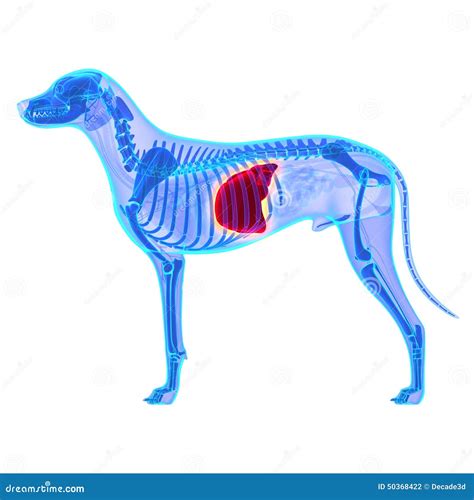 Fígado Do Cão - Canis Lupus Familiaris Anatomy - Isolado No Branco Foto de Stock - Imagem de ...