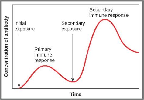 Primary and Secondary Responses - Memory cells - TeachMePhysiology