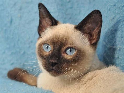 Tonkinese Cat Breed Information - Cat Breeds at ThePetOwners