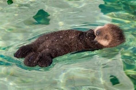 Sleeping baby otter | Baby otters, Otters cute, Baby sea otters