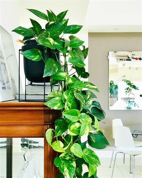 How to Care For (and Propagate) Your Pothos Plant - Modern Design | 1000 in 2020 | Indoor ...