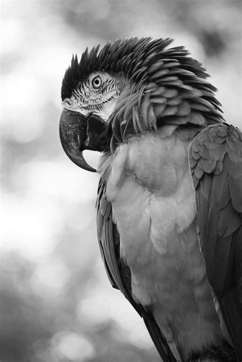 Pin on Animaux | Animal photography wildlife, Pencil drawings of animals, Black and white portraits