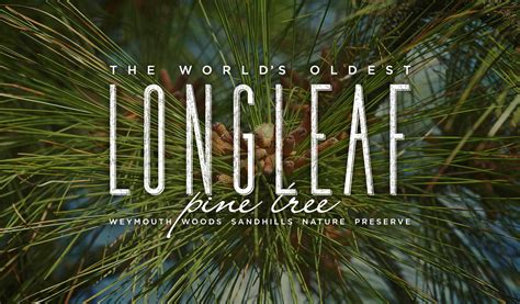 Find the World's Oldest Longleaf Pine Tree in North Carolina | Project 543