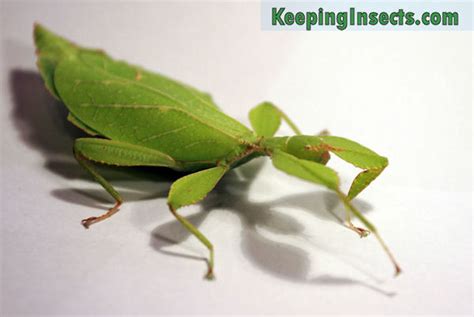 Leaf Insect Phyllium philippinicum | Keeping Insects