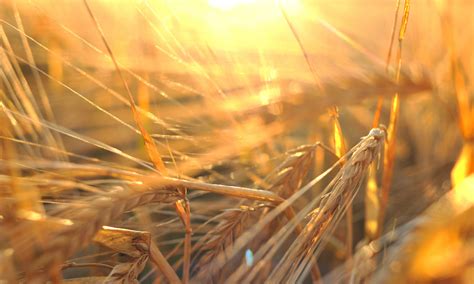 New barley variety set to conquer WA grainbelt - Get Regional