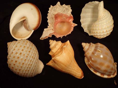 Hermit Crab Shells - Natural [Seashells - Polished; Carved; Painted] – Naturally Wild Australia