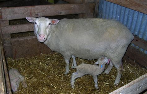 Care of the newborn lamb | ontario.ca