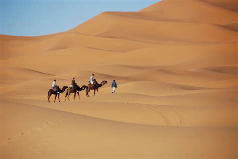 Free Images : landscape, sand, desert, dune, dromedary, dunes ...