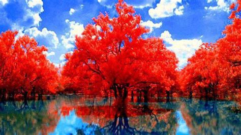 Red Autumn Trees With Reflection On Lake During Daytime Under Cloudy ...