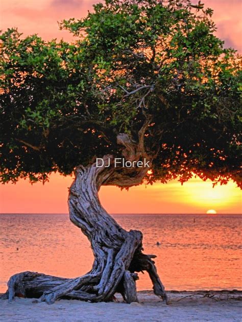 "Watapana Tree - Aruba" iPhone Case for Sale by djphoto | Redbubble