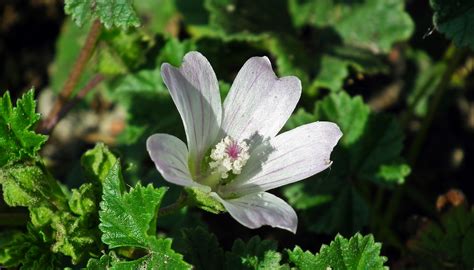 What Flower Is This? How to Instantly Identify Flowers