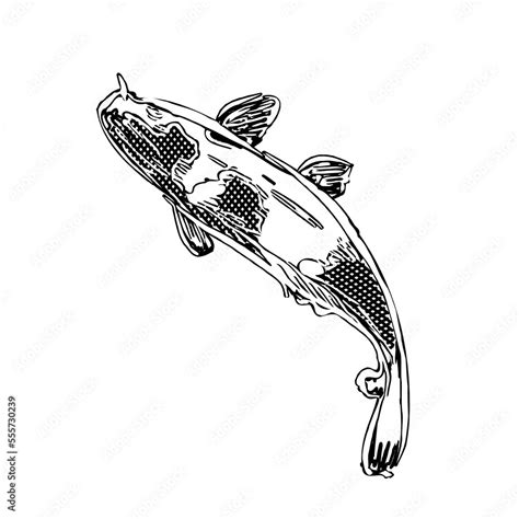 black and white drawing sketch of a koi fish with transparent background Stock Illustration ...