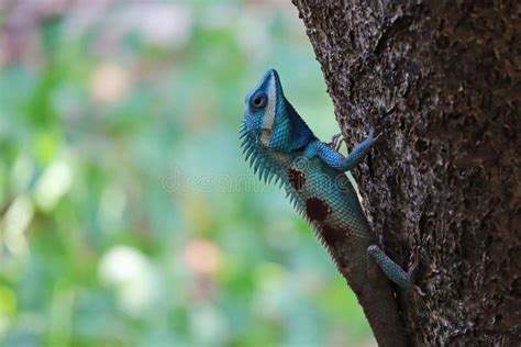 Blue crested lizard stock image. Image of blue, climbing - 256572117