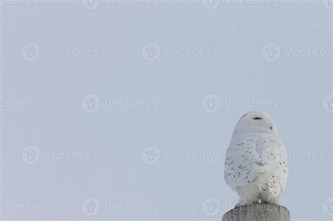 Snowy Owl Canada 6480315 Stock Photo at Vecteezy