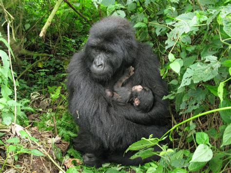 Tourism Observer: DR CONGO: 7 Baby Mountain Gorillas Born To Virunga National Park In Only 6 Weeks