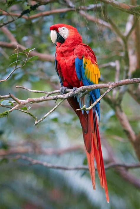 17 Fascinating Amazon Rainforest Birds • I Heart Brazil