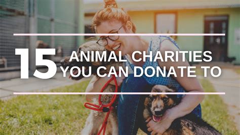 Top 15 Best Animal Charities You Can Donate To in 2021 | Donorbox