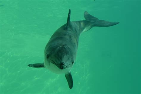 Friendship Between Species: First-Time Report of Wild Dolphin Changing ...