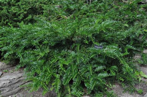 Japaneses Plum Yew Prostrata - Spreading Japanese Plum Yew makes a beautiful ground cover or ...