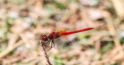 Red Dragonfly - Learn About Nature