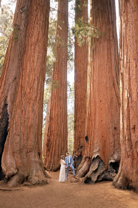 How to Plan a Sequoia National Park Wedding - Stephan & Adriana