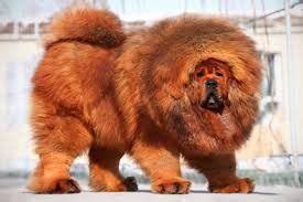 The 25+ best Siberian mastiff ideas on Pinterest