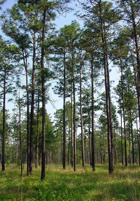 North Carolina Trees For Sale | The Tree Center™