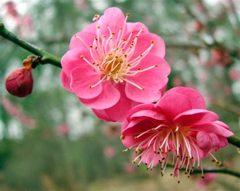 Flower Prunus mume Flowers - Pink Lavenders Flowers