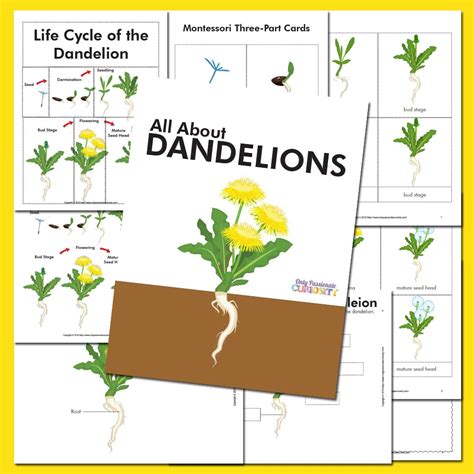 All About Dandelions- A Life Cycle Unit Study - Only Passionate Curiosity