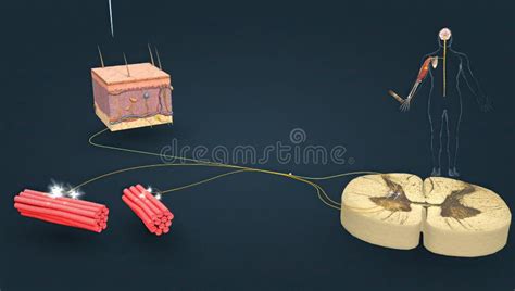 Nerve Fibers Innervate Muscles and Tendons, Ligaments, Joint Capsule To ...