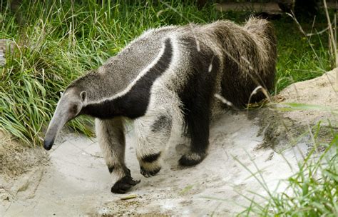 Giant Anteater Tongue