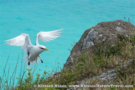 Bermuda Petrel: A Conservation Success Story | Nature Writing & Photography by Kirsten Hines