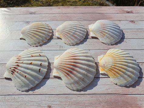 Scallop Shells Large UK Washed White Natural Scallop Shell | Etsy