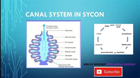 CANAL SYSTEM IN SYCON || SYCON || ZOOLOGY ||ASHNA SIDDIQUI || KEN OF BIOLOGY || - YouTube