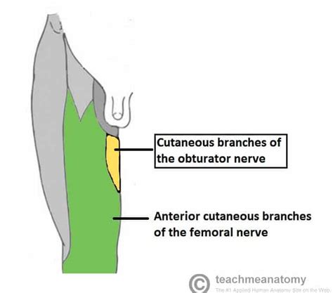 The Obturator Nerve - Course - Motor - Sensory - TeachMeAnatomy