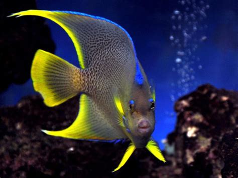 100 best Colourfull Fish images on Pinterest | Salt water fish, Fishing and Peach