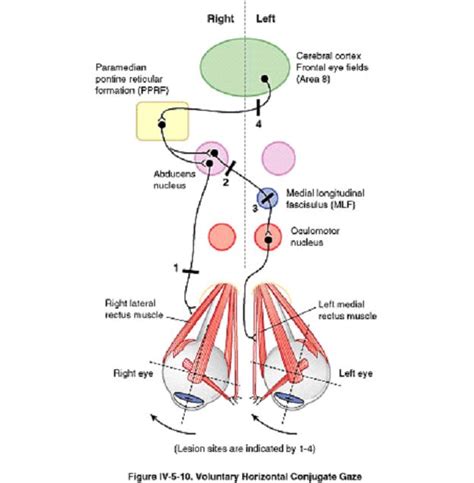 conjugate eye movement - Google Search | Nervous system, Central ...